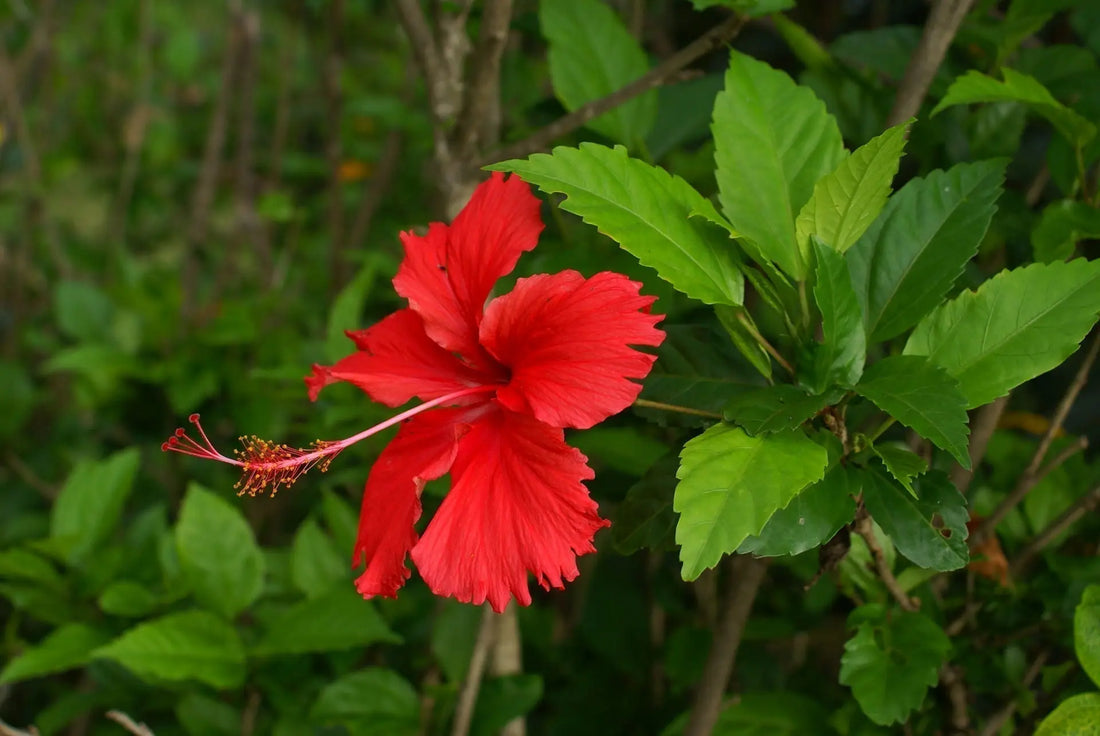 Hibiscus - fleur aphrodisiaque