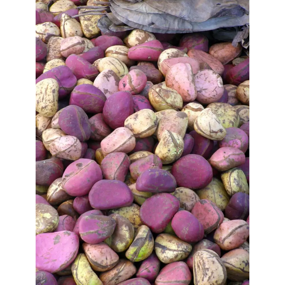 Poudre de Cola Naturelle - Boostez Votre Énergie