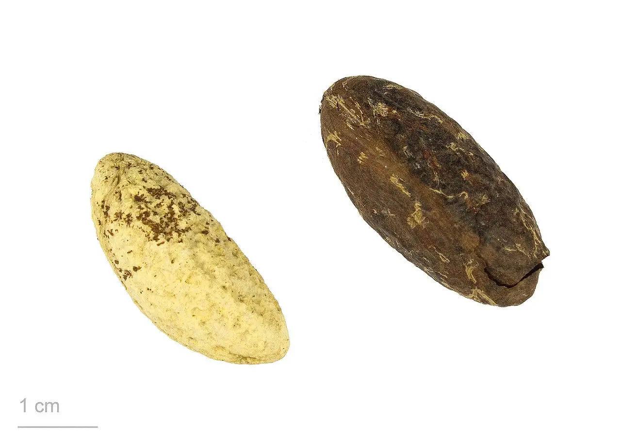 Petit cola (Garcinia kola) - aphrodisiaque naturel et stimulant